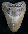 Giant Tan Megalodon Tooth #7818-2